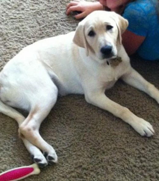 Aziza is a happy yellow Labrador retriever trained partly at Lemoore High School and currently serves as a guide dog for Paralympic Skier Danelle Umstead, who is starring on "Dancing with the Stars."